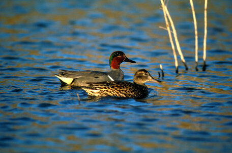 Green-winged teal photo