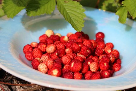 Nature fruit berry