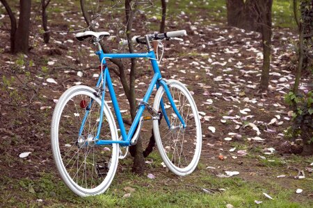 Bicycle forest landscape