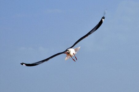 Bird flight sea ​​bird gull photo