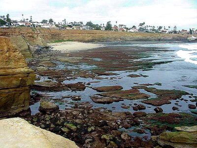 Ocean phylum 