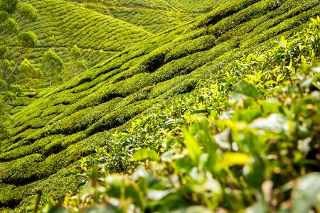 Hills landscape tea plantation photo