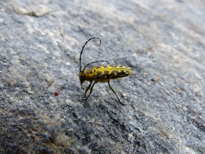 Probe longhorn beetle head bock photo