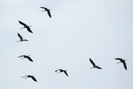 Flying formation animal world migratory birds photo