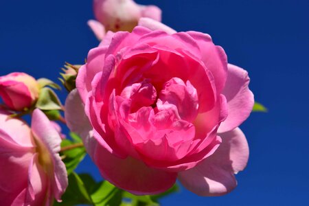 Beautiful beautiful flowers beautiful photo