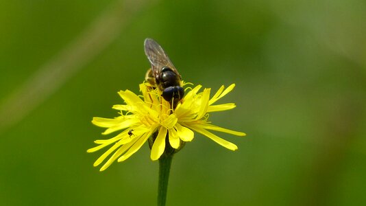 Insect blossom bloom