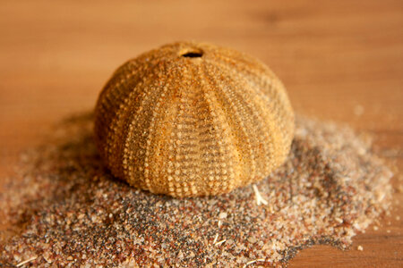 Sea Shell