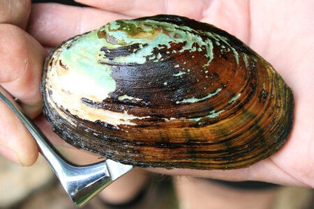 Nasal speculum inserted into a Eastern lampmussel photo