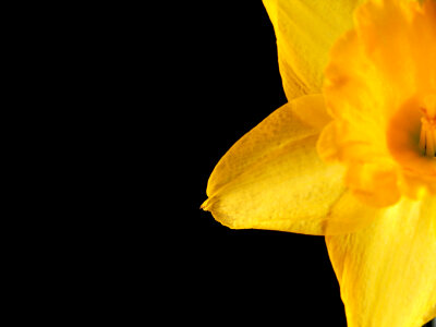 Yellow Daffodil photo