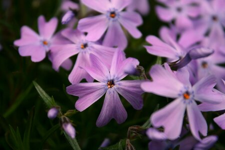 Plants blossom bloom