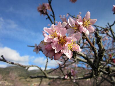Flowering almond flowers pistil