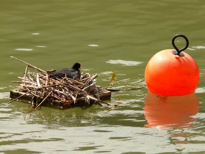 Bird's nest breed boje photo