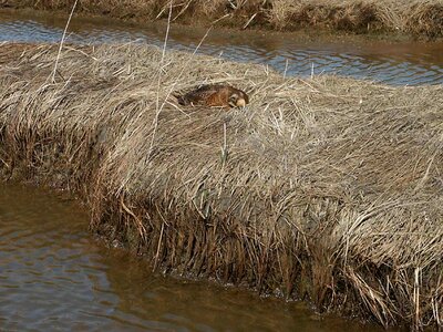 Duck female nest