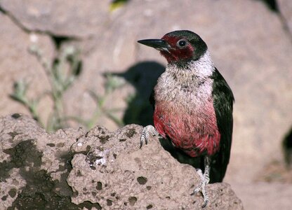 Bird woodpecker 