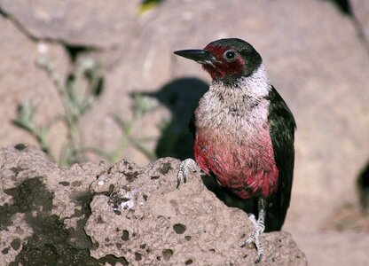 Bird woodpecker photo