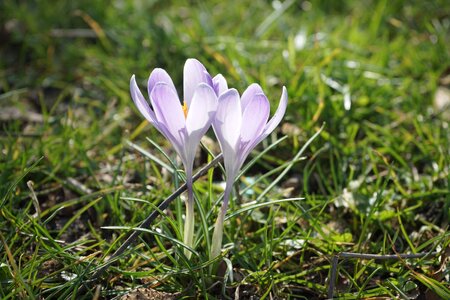 Flower spring bühen