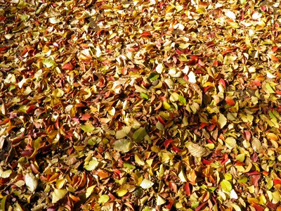 Autumnal leaves deciduous trees leaf photo