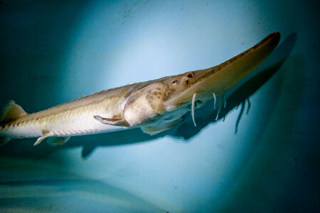 Pallid sturgeon-2