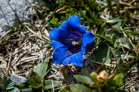 Alpine flower flower flora photo