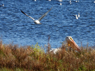 Seagull coming to land