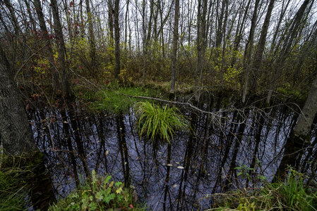 Trees with Swamp Pond