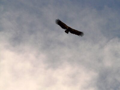 Animal flying sky