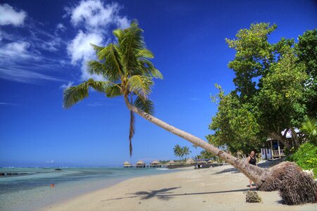 Ocean palm tree paradise photo