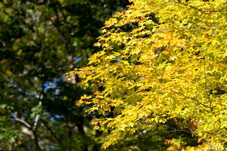 Autumn autumn season branch photo