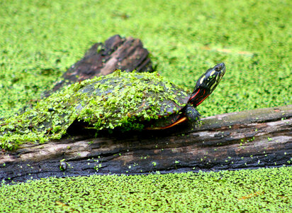 Eastern Painted Turtle photo