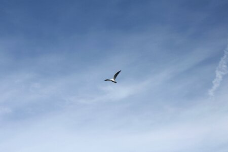 Bird blue sky clouds photo