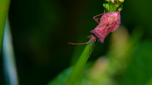Animal arthropod beetle