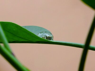 Drop of water drip green photo