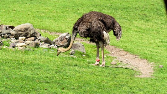 Grass ostrich bird