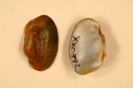 Epioblasma capsaeformis-1