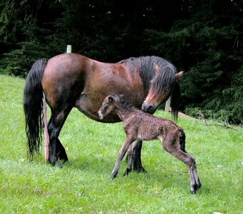 Newborn mare infant foal photo