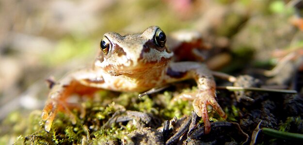 Macro small head