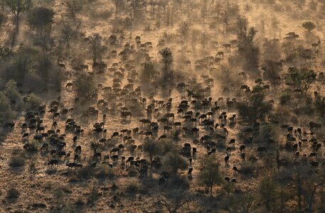 Animals buffalo herd photo