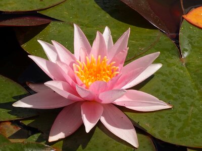Aquatic beautiful flowers beautiful photo