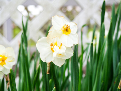 White and Yellow Flowers