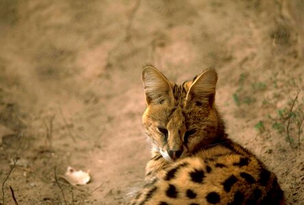 Cat serval photo