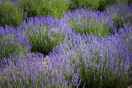 Flower Field of Lavender photo
