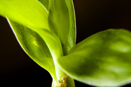 plant macro