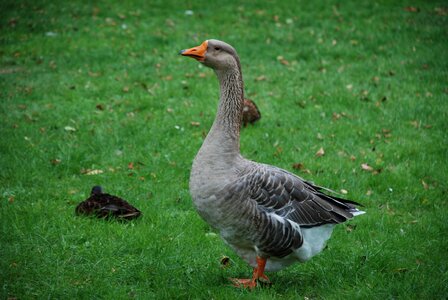 Animal nature water bird