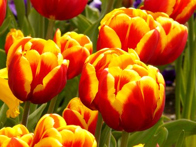 Flowers tulips colorful