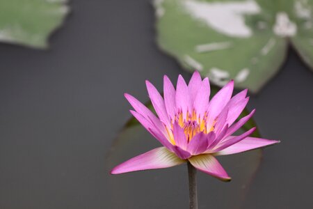 Lotus flower plant natural
