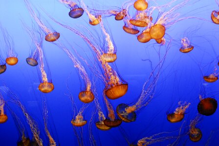 Ocean sea jelly photo