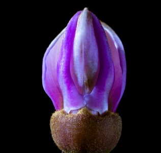 Bloom small flower purple