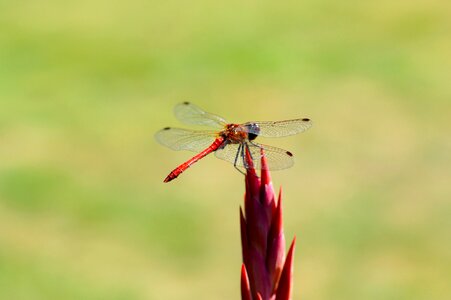 Beautiful Photo dragonfly flower