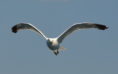 Bird flying water bird photo