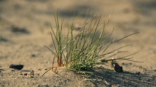 Sand beach plant